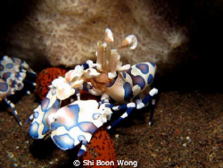 Harlequin shrimp. Taken at Seraya dive site, Bali Indonesia. by Shi Boon Wong 